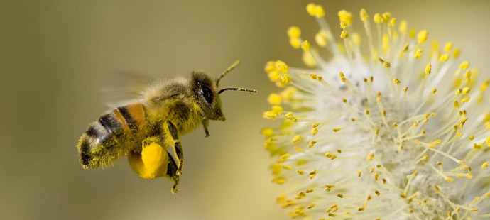 The Marthandam Bee Keepers Co-op Society	
