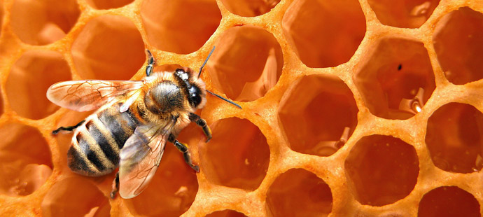 The Marthandam Bee Keepers Co-op Society