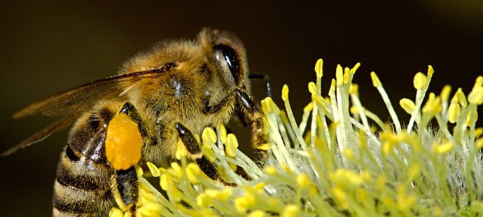 The Marthandam Bee Keepers Co-op Society	